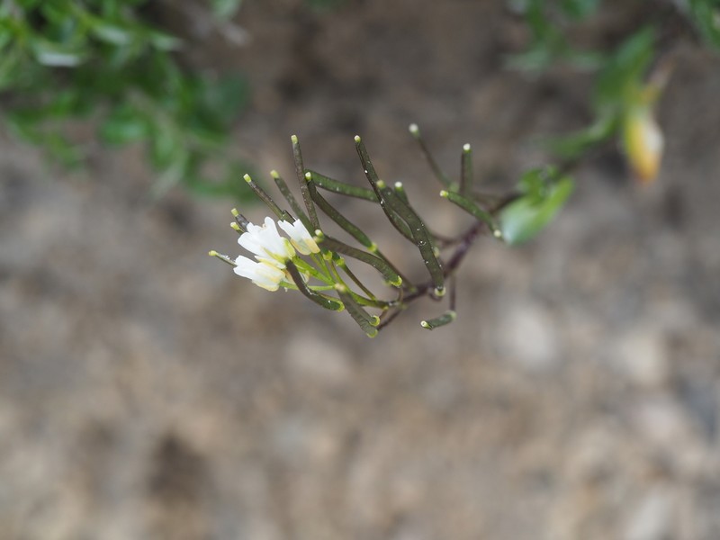 Arabis bellidifolia photo 8