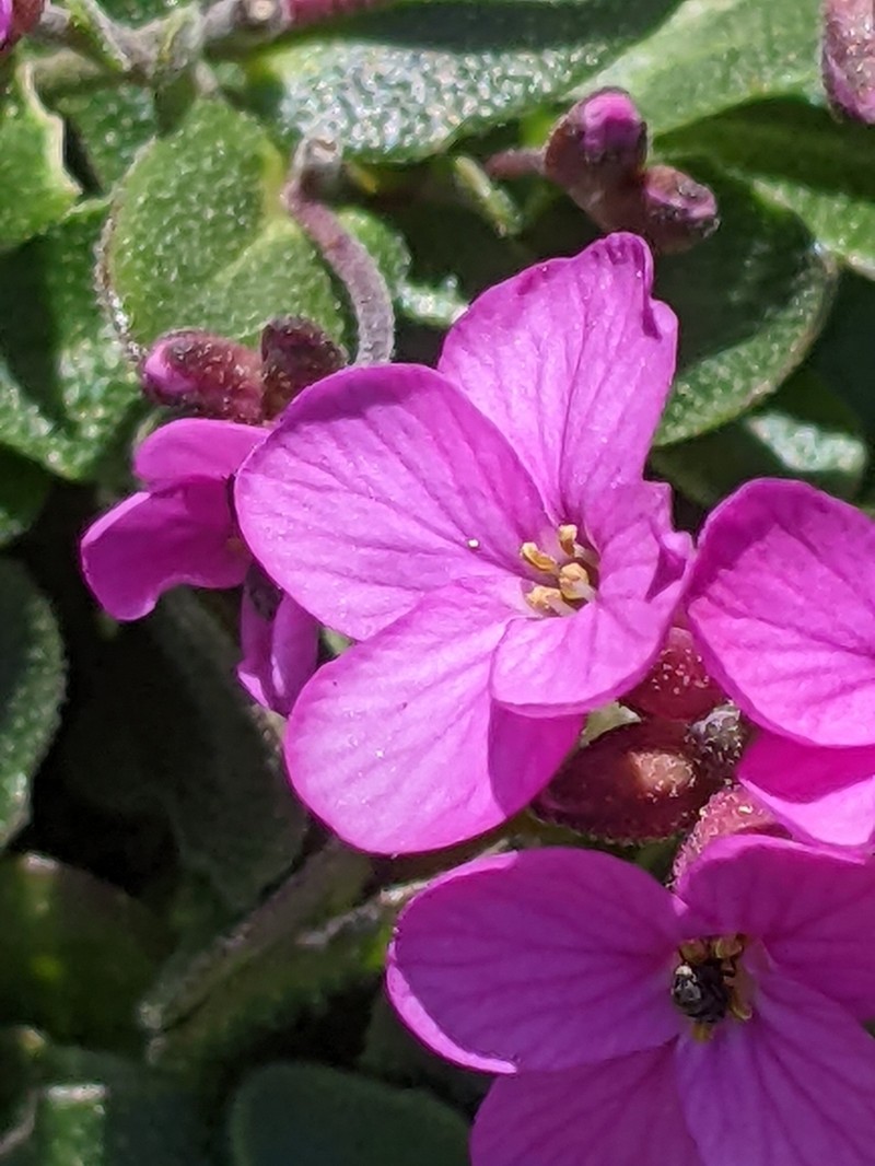 Rose Rockcress photo 2