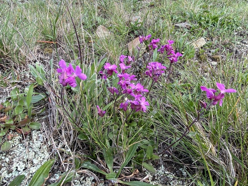 Rose Rockcress photo 3