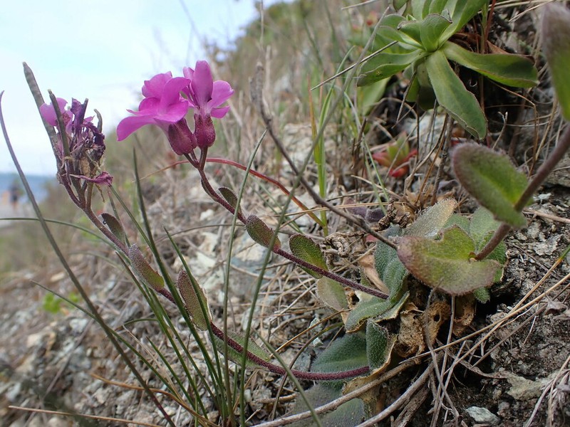 Rose Rockcress photo 4