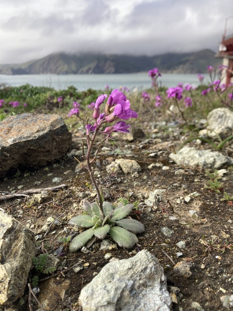 Rose Rockcress photo 5