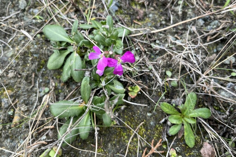 Rose Rockcress photo 6