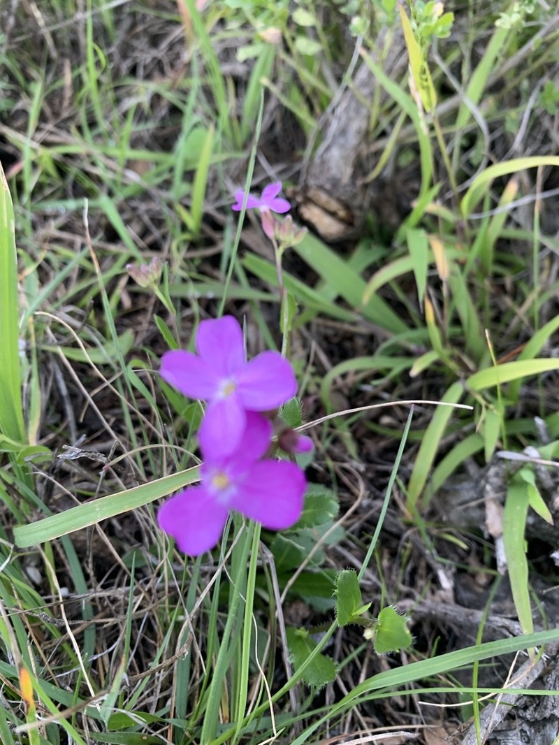 Rose Rockcress photo 7