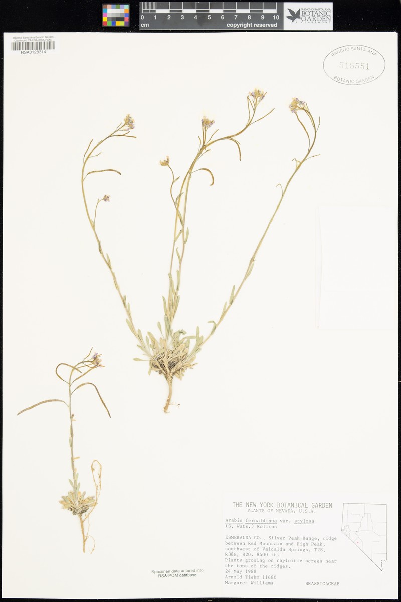 Arabis brachycarpa