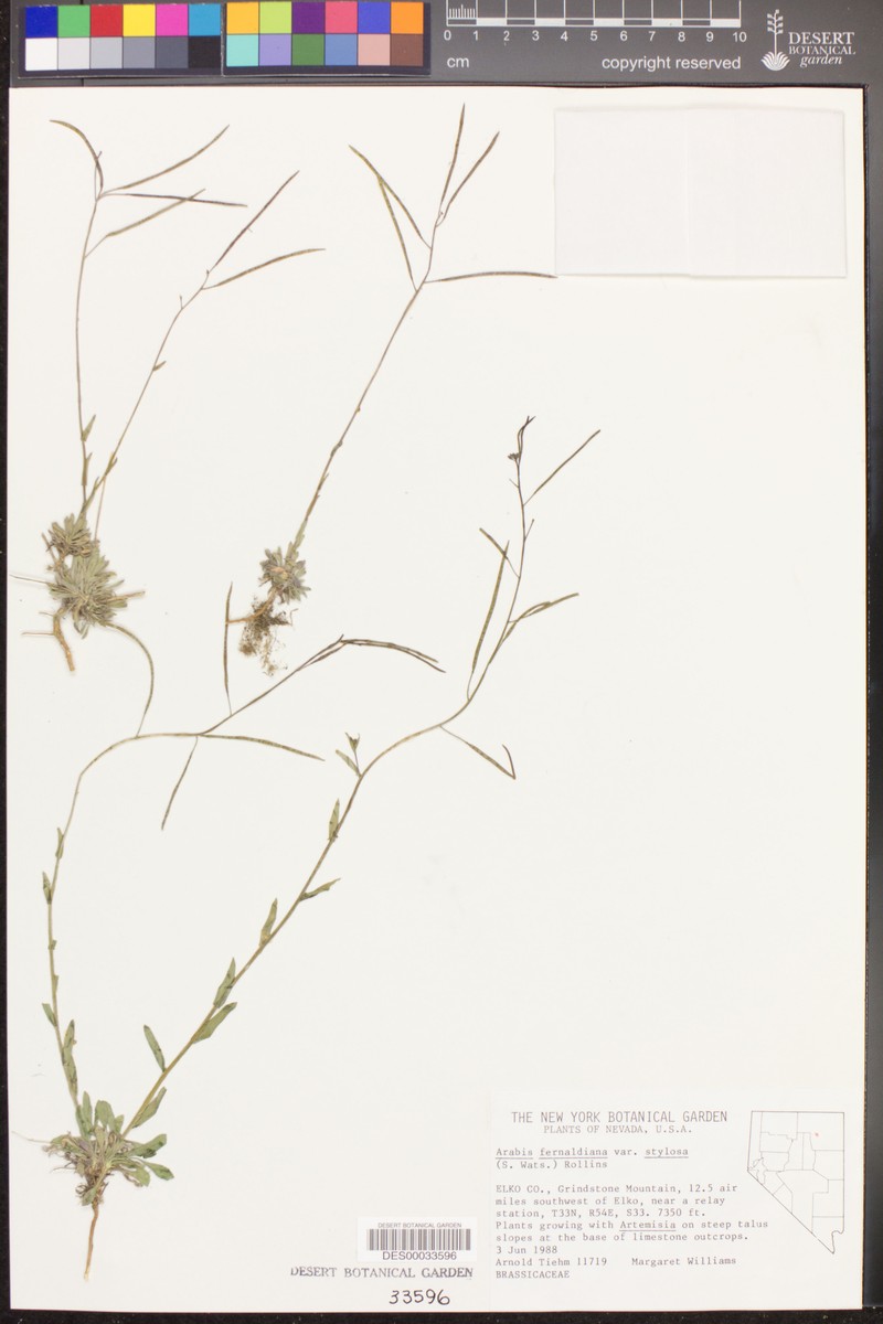 Arabis brachycarpa photo 2