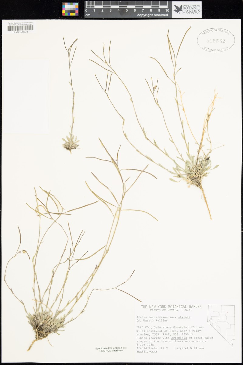 Arabis brachycarpa photo 3