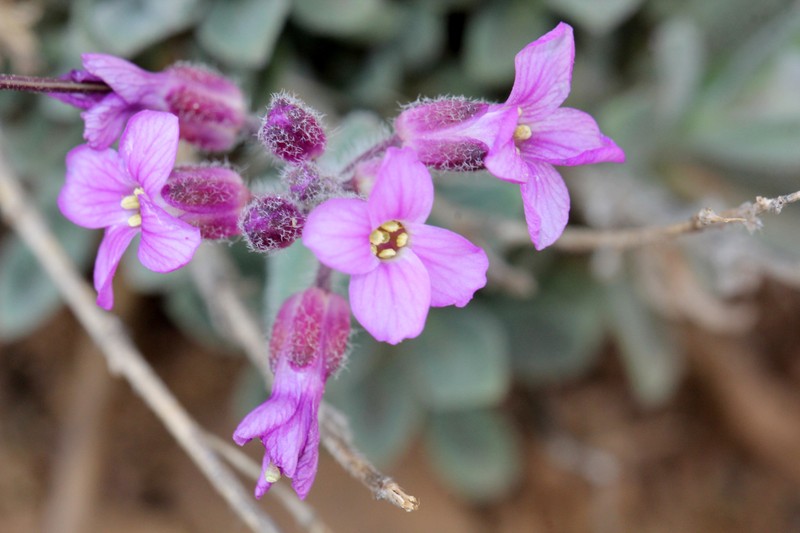 Brewer's Rockcress photo 3