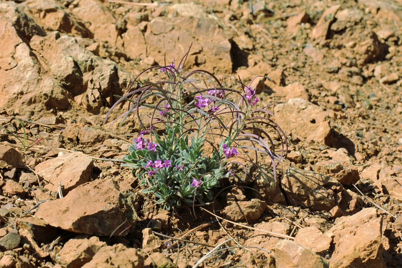 Brewer's Rockcress photo 4