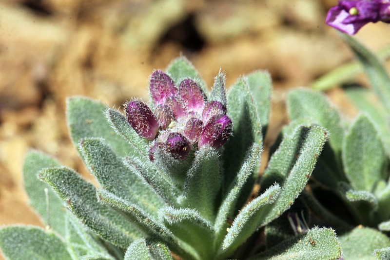 Brewer's Rockcress photo 5