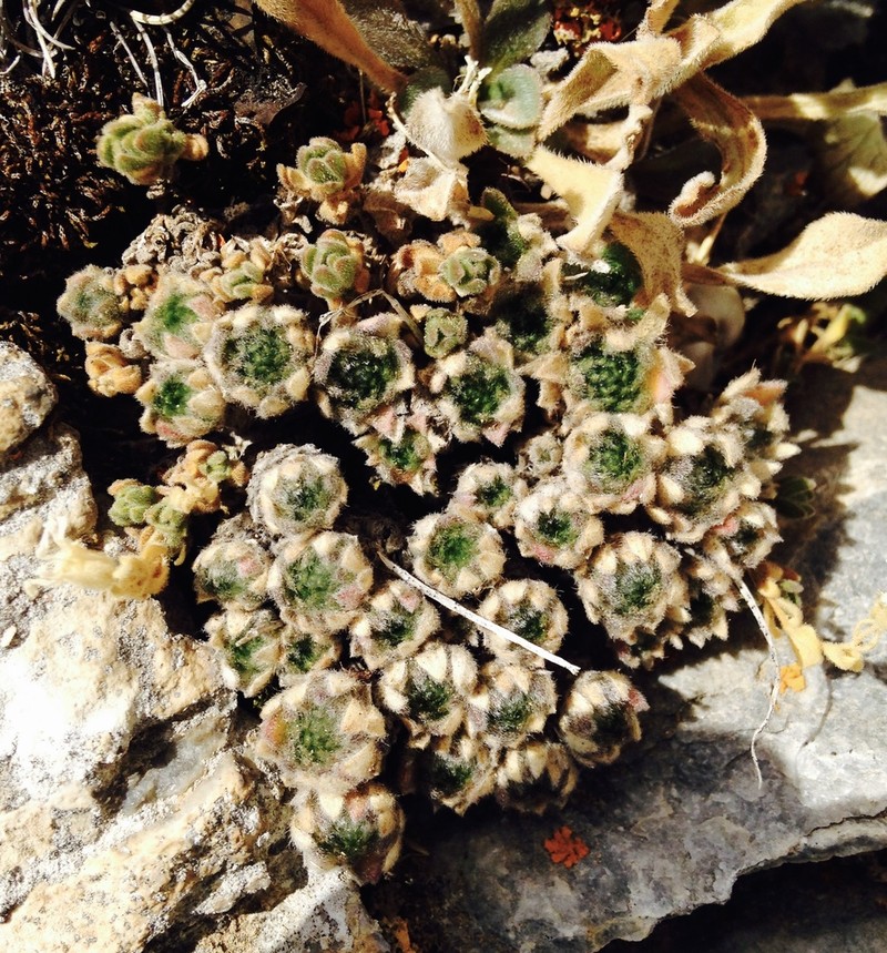 Arabis bryoides
