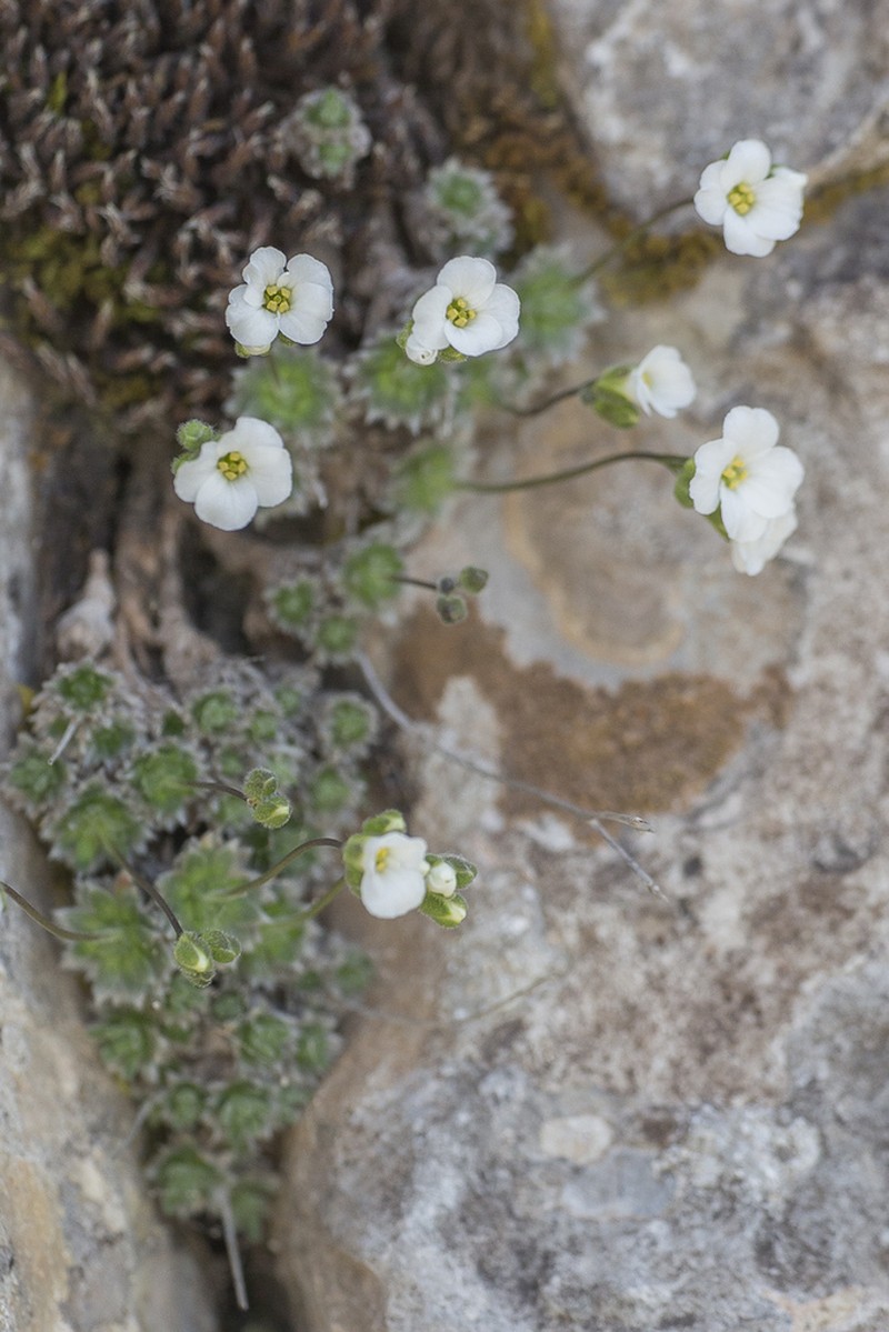 Arabis bryoides photo 2