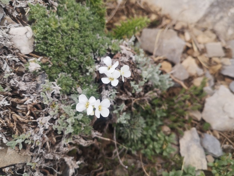 Arabis bryoides photo 3