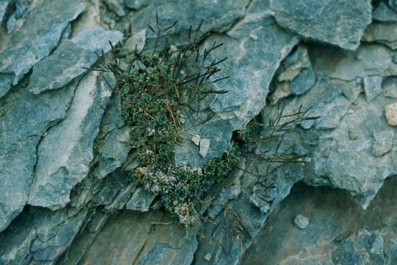 Arabis bryoides photo 4