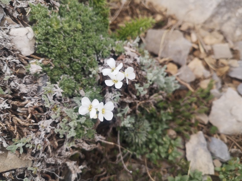 Arabis bryoides photo 5