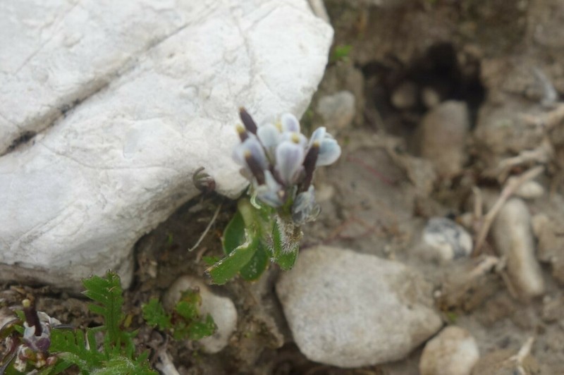 Arabis caerulea