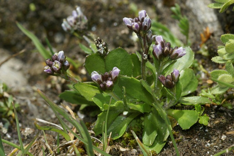 Arabis caerulea photo 2