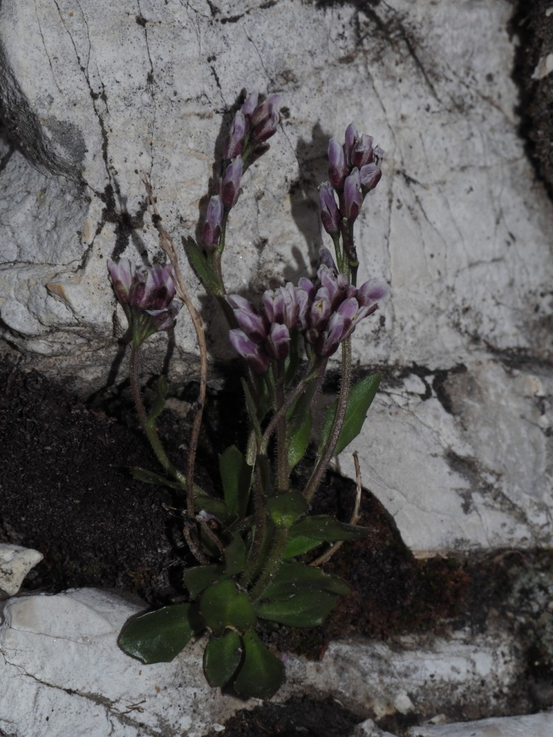 Arabis caerulea photo 3