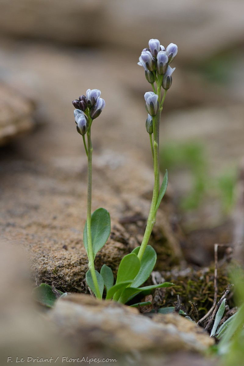Arabis caerulea photo 4
