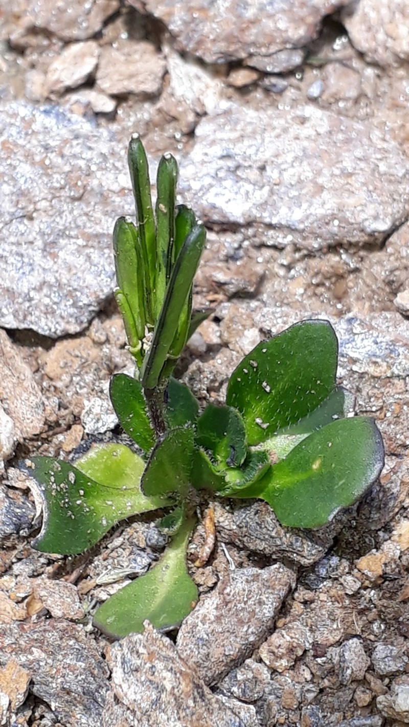 Arabis caerulea photo 5