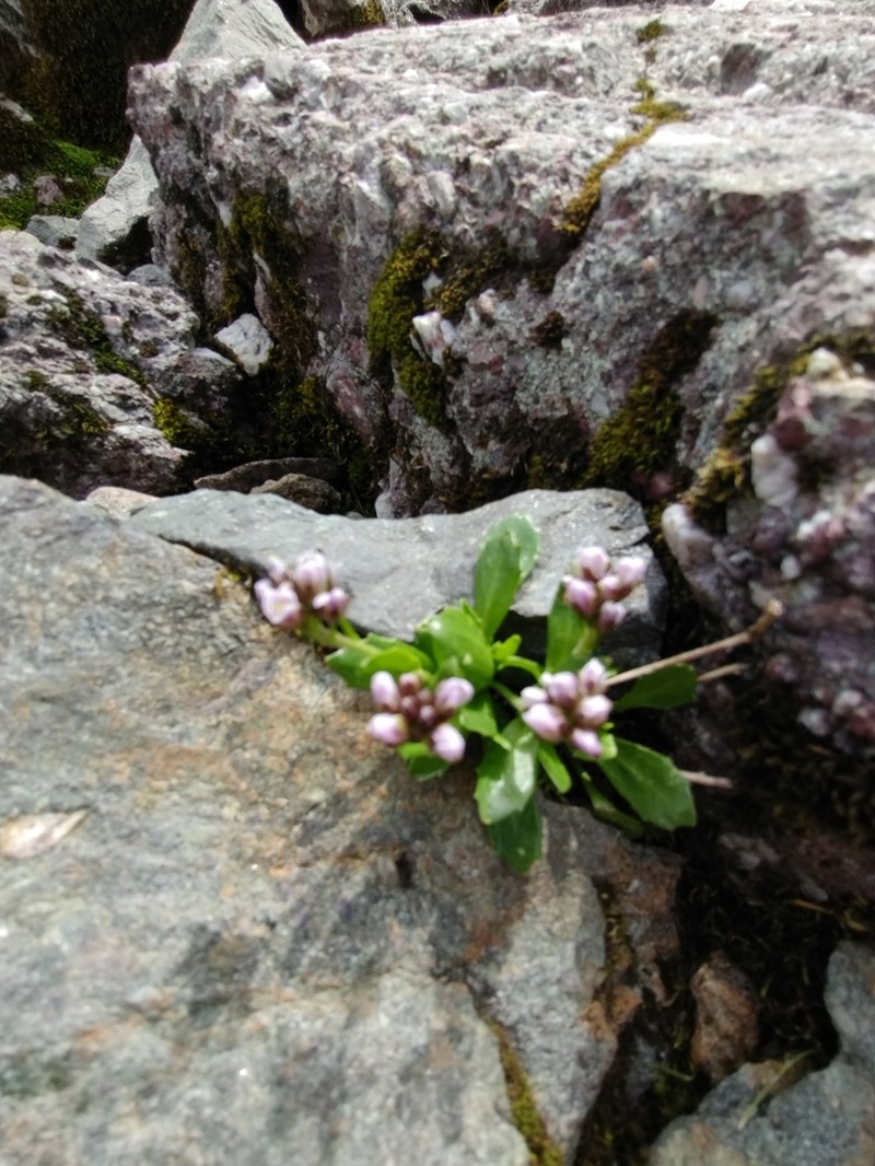 Arabis caerulea photo 6