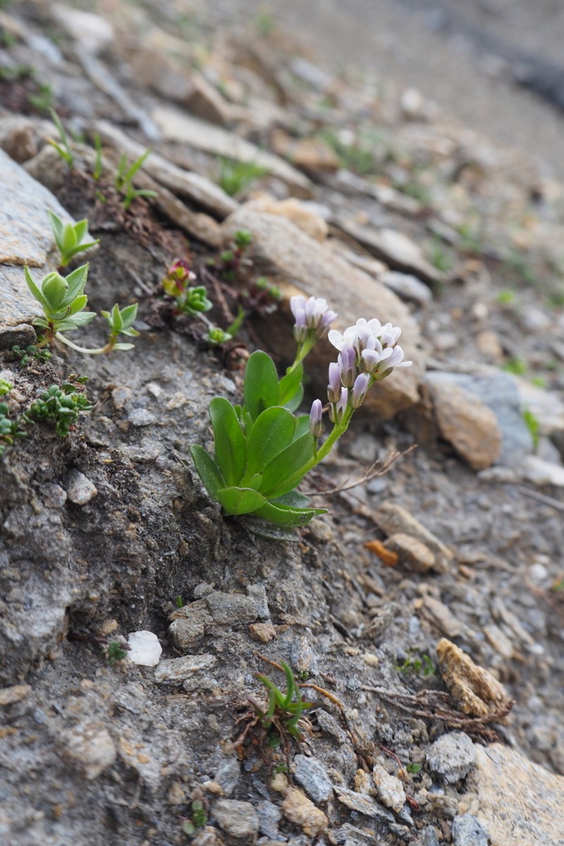 Arabis caerulea photo 7