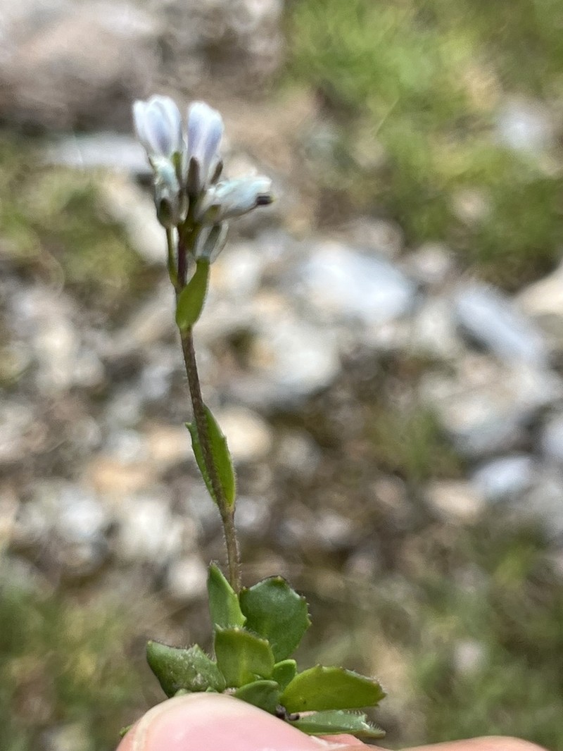 Arabis caerulea photo 8