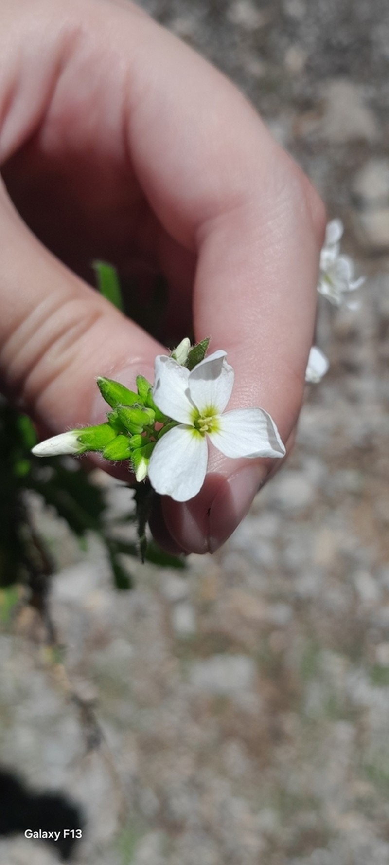 Arabis caucasica photo 2
