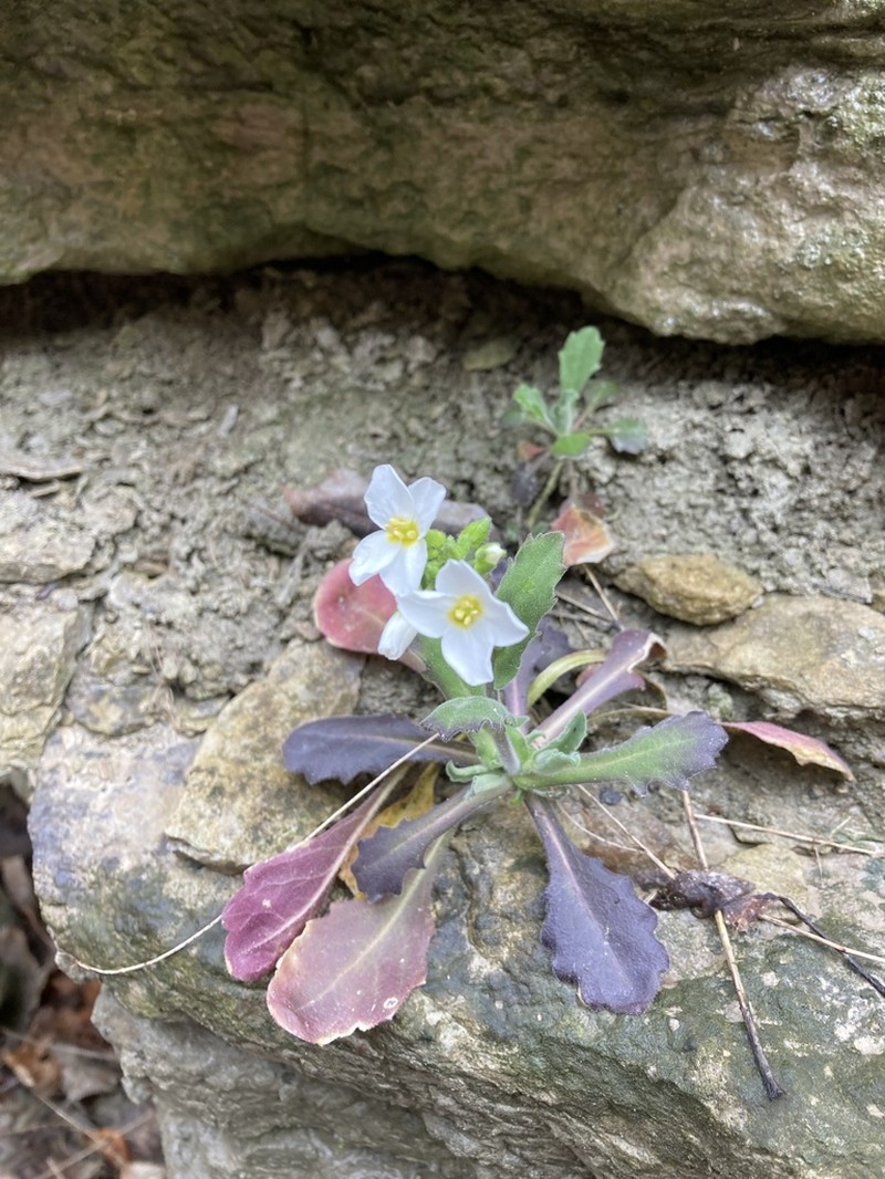 Arabis caucasica photo 3