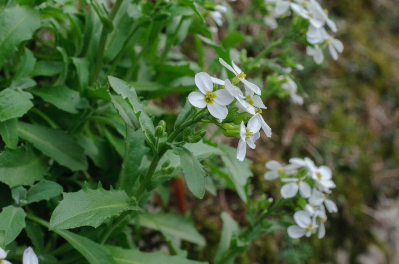 Arabis caucasica photo 4