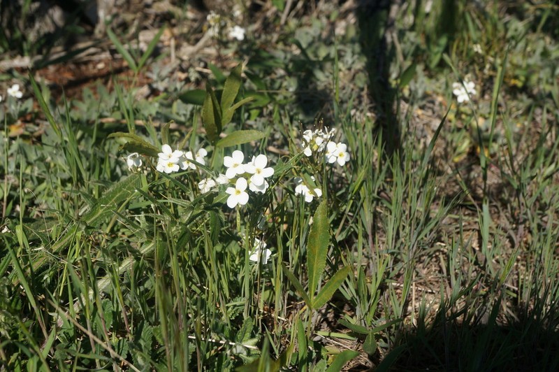 Arabis caucasica photo 5
