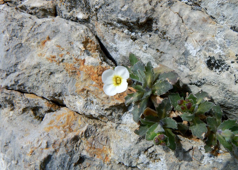 Arabis caucasica photo 6