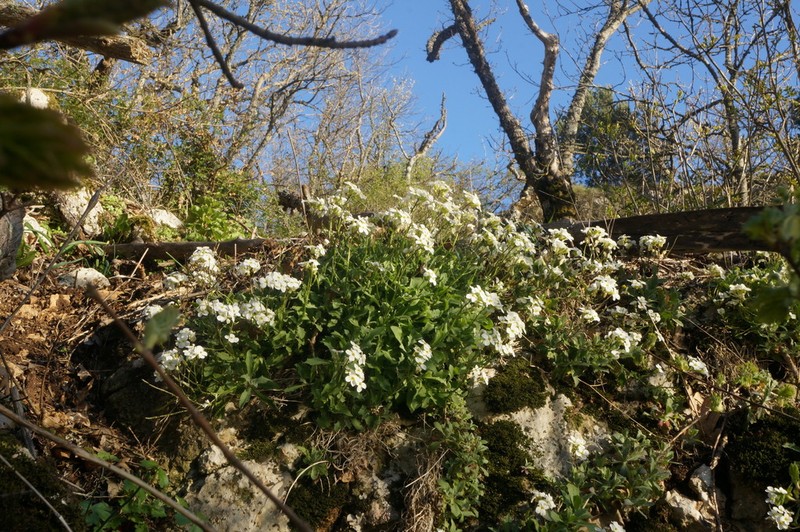 Arabis caucasica photo 7