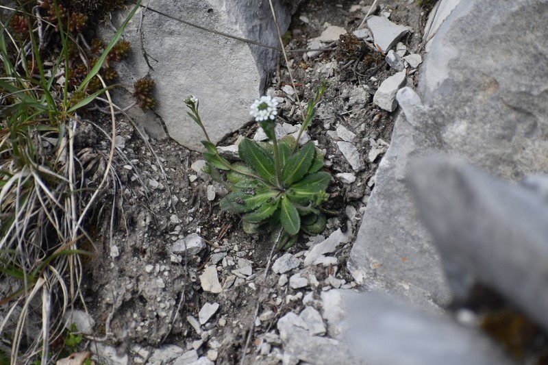 Arabis ciliata