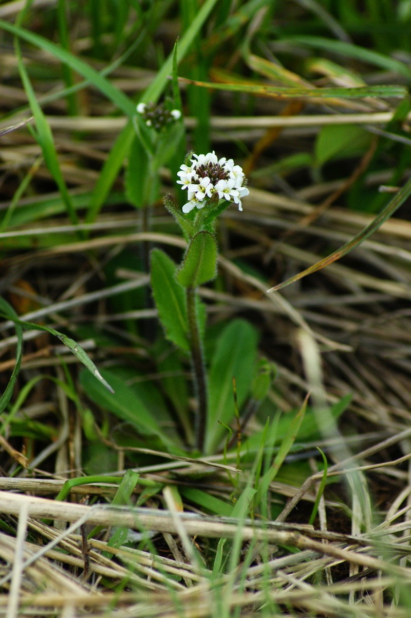 Arabis ciliata photo 2