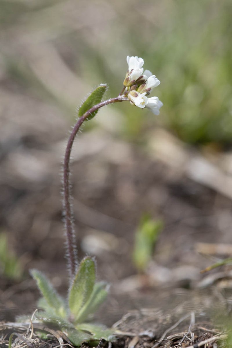 Arabis ciliata photo 3