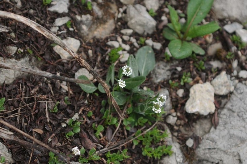 Arabis ciliata photo 4
