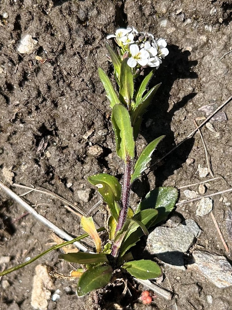 Arabis ciliata photo 5