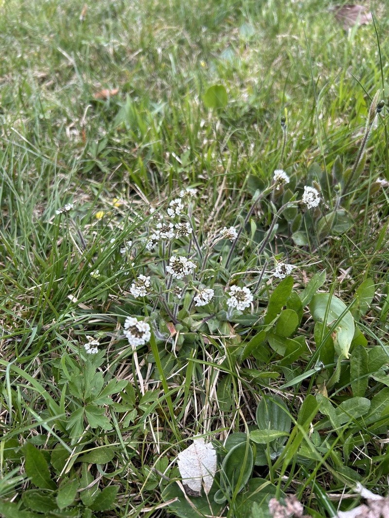 Arabis ciliata photo 6