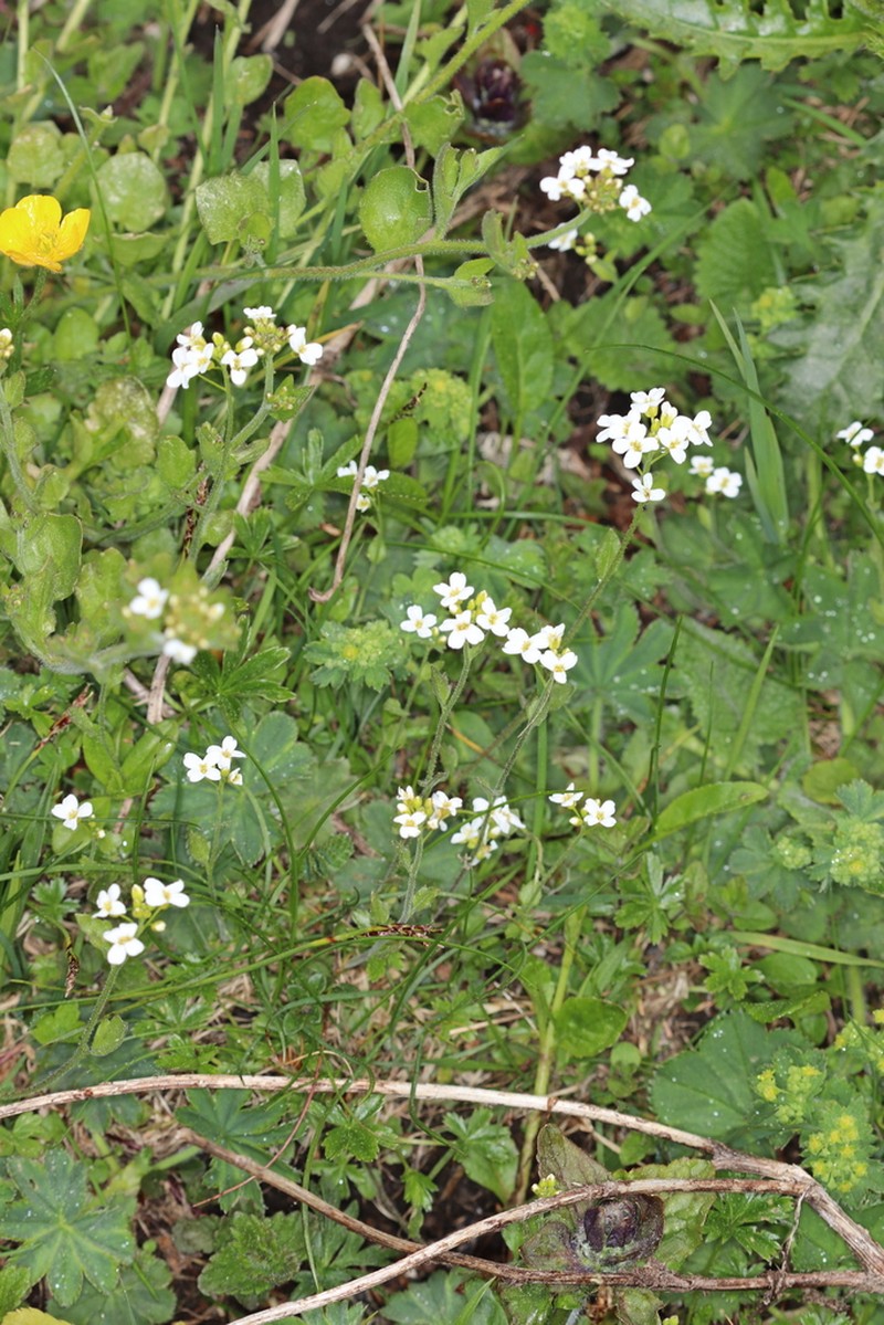 Arabis ciliata photo 7