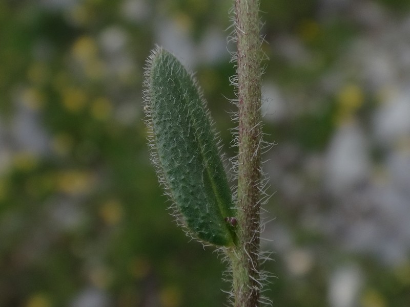 Arabis ciliata photo 8