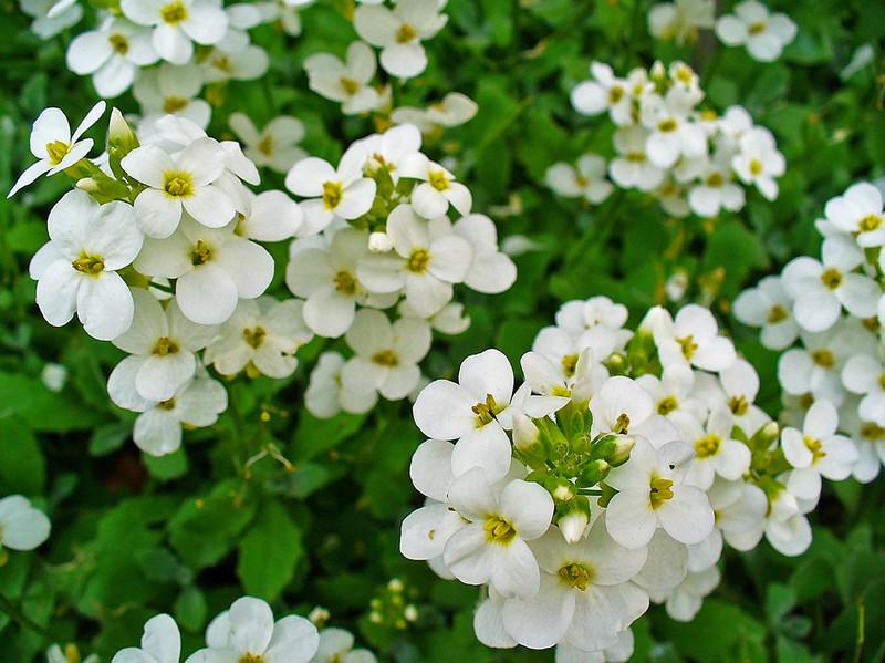 Arabis colchica