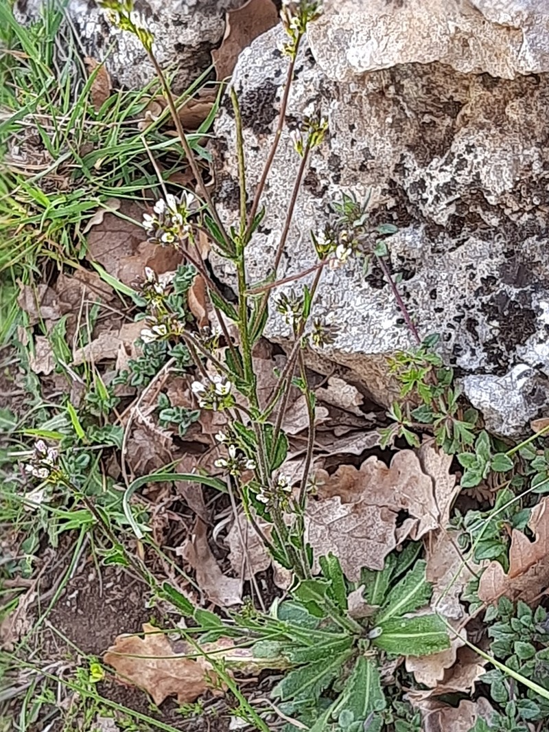 Arabis collina
