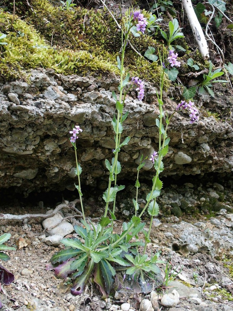 Arabis collina photo 2