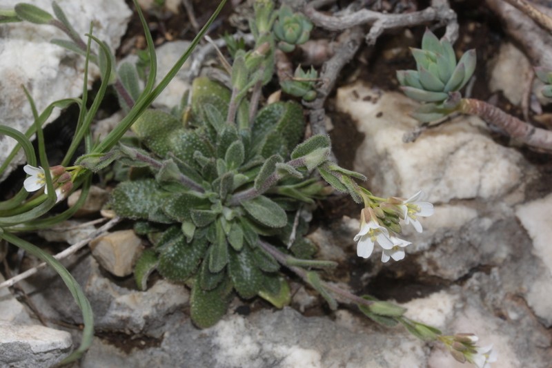 Arabis collina photo 3
