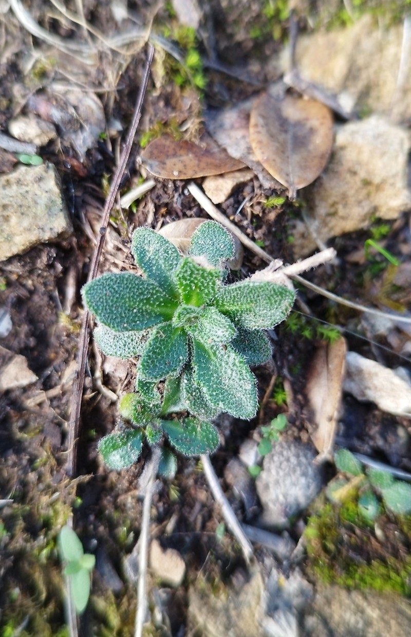 Arabis collina photo 4