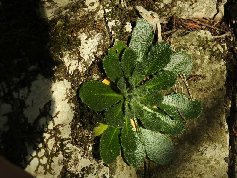 Arabis collina photo 5