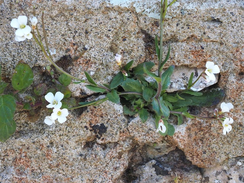 Arabis collina photo 6