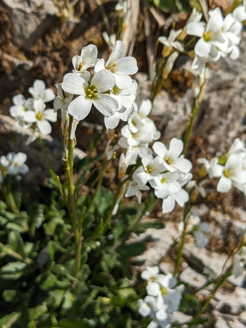 Arabis collina photo 7