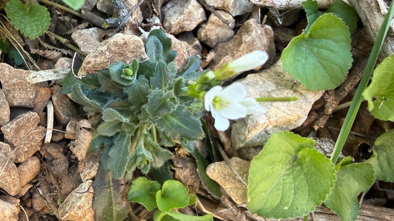 Arabis collina photo 8