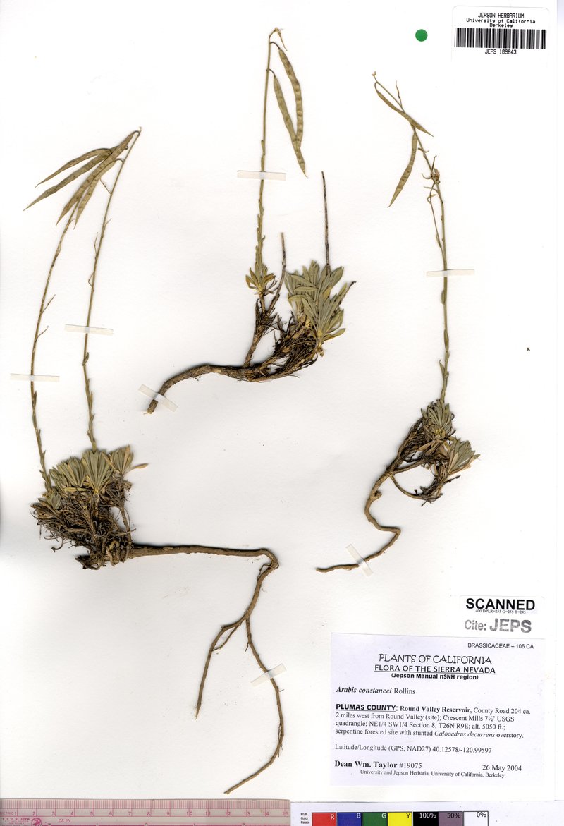 Constance's Rockcress